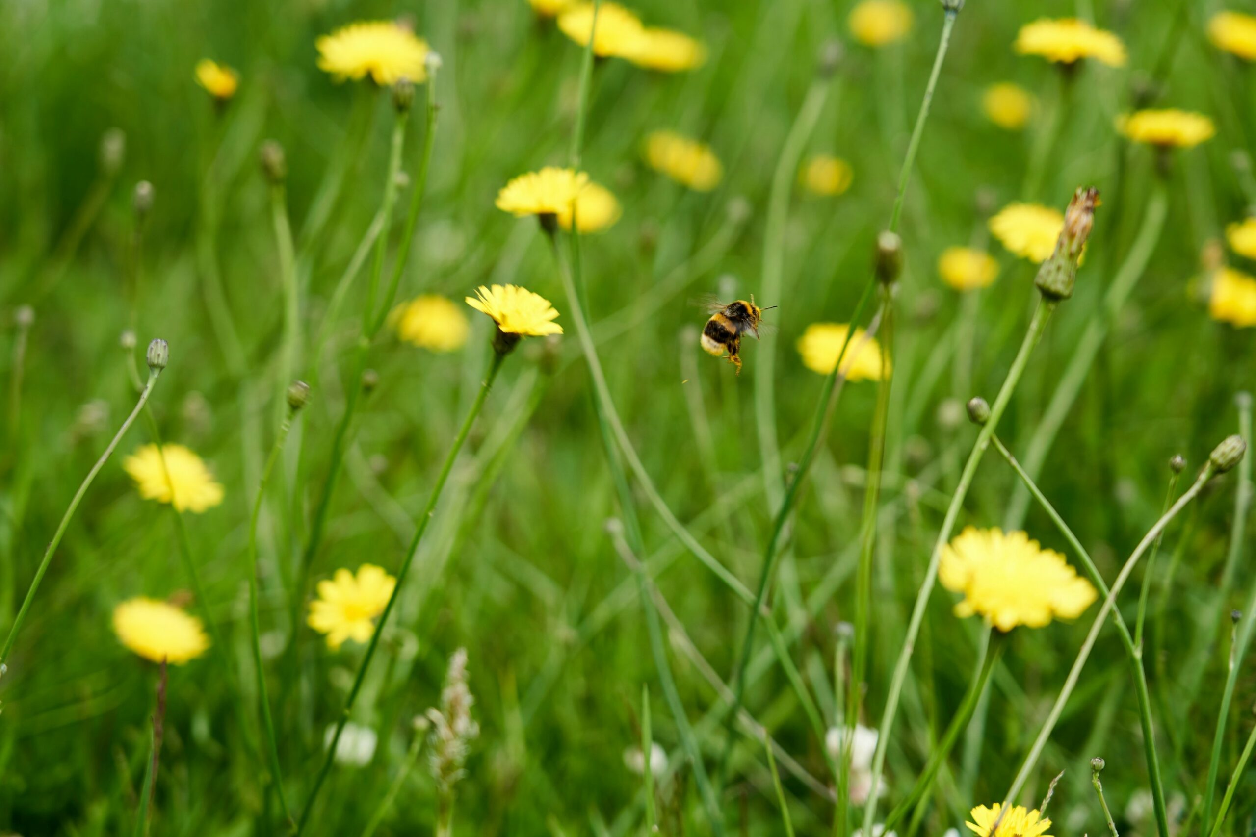 Avantages produits bio - abeille pollen champ fleurs