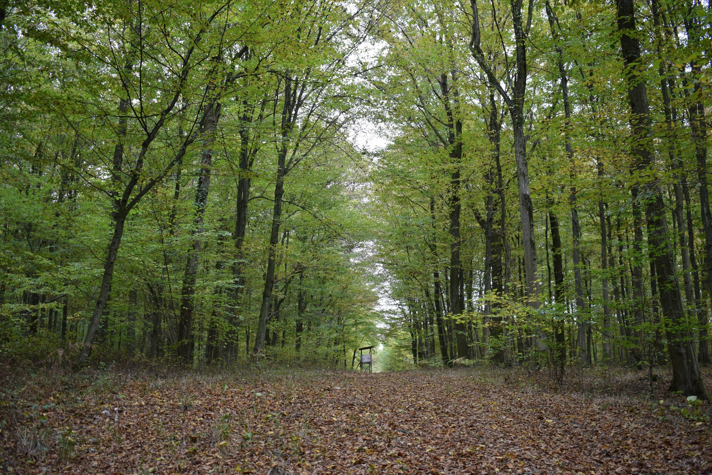 Team building ecoresponsable - foret nature