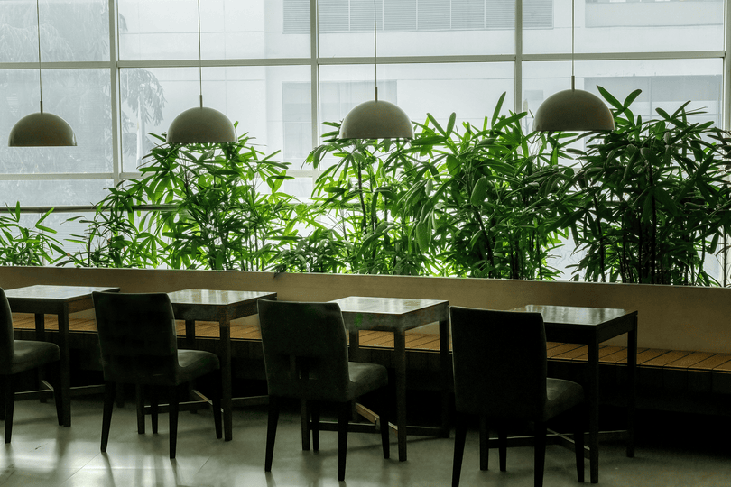 Plantes au bureau - environnement travail végétalisé
