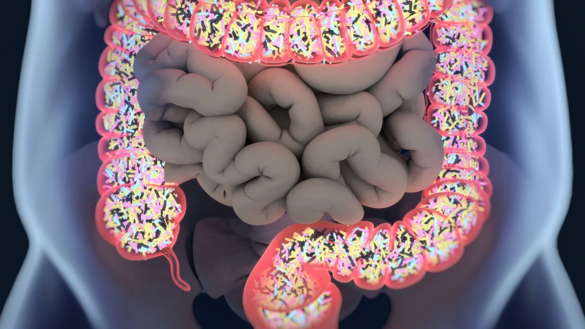 Microbiote et bien-etre au travail - intestin