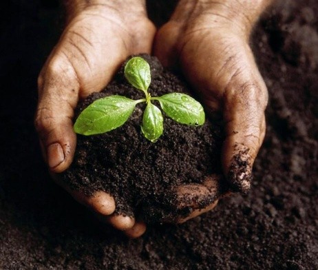 5 R-regel - close-up van twee handen die een handvol vruchtbare aarde vasthouden waaruit een klein groen plantje groeit